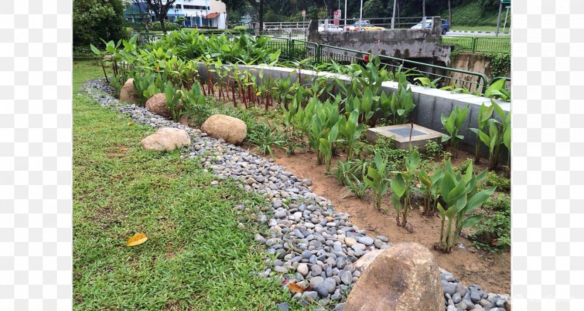 Backyard Landscaping Walkway Tree Herb, PNG, 991x529px, Backyard, Garden, Gardening, Grass, Grass Family Download Free