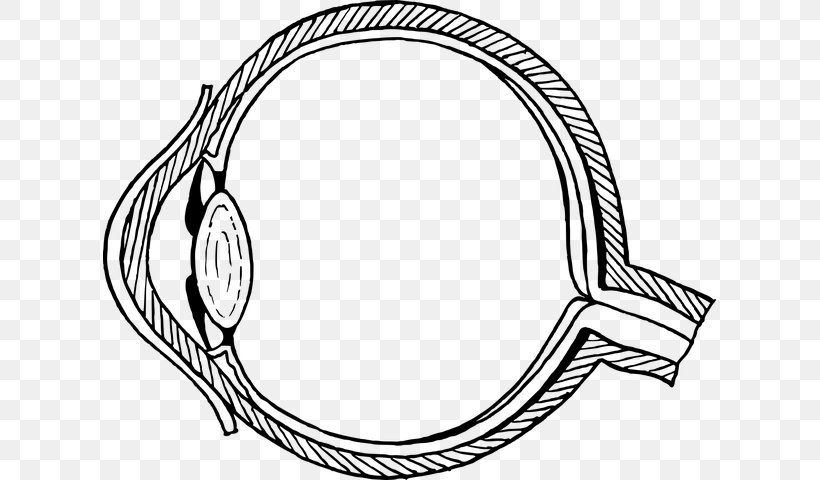 Clip Art Eye Pattern Diagram Human Eye, PNG, 613x480px, Eye Pattern, Coloring Book, Diagram, Drawing, Electrical Wires Cable Download Free