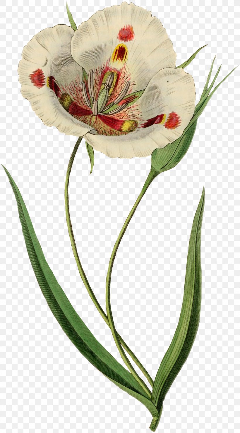 Flower Drawing Tulipa Gesneriana, PNG, 897x1614px, Flower, Alstroemeriaceae, Botanical Illustration, Cut Flowers, Drawing Download Free
