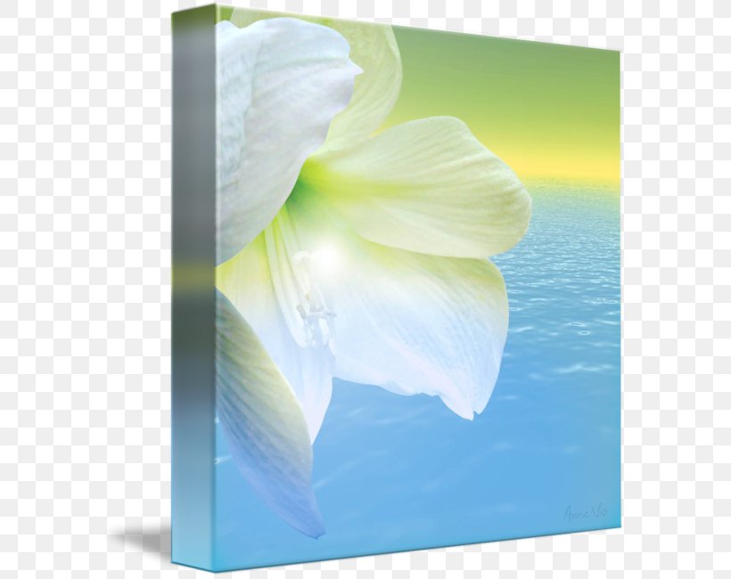 Jersey Lily Belladonna Close-up Amaryllis, PNG, 589x650px, Jersey Lily, Amaryllis, Amaryllis Belladonna, Arum, Belladonna Download Free