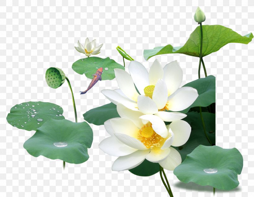 Nelumbo Nucifera Raster Graphics, PNG, 2856x2216px, Nelumbo Nucifera, Annual Plant, Aquatic Plant, Flower, Flowering Plant Download Free