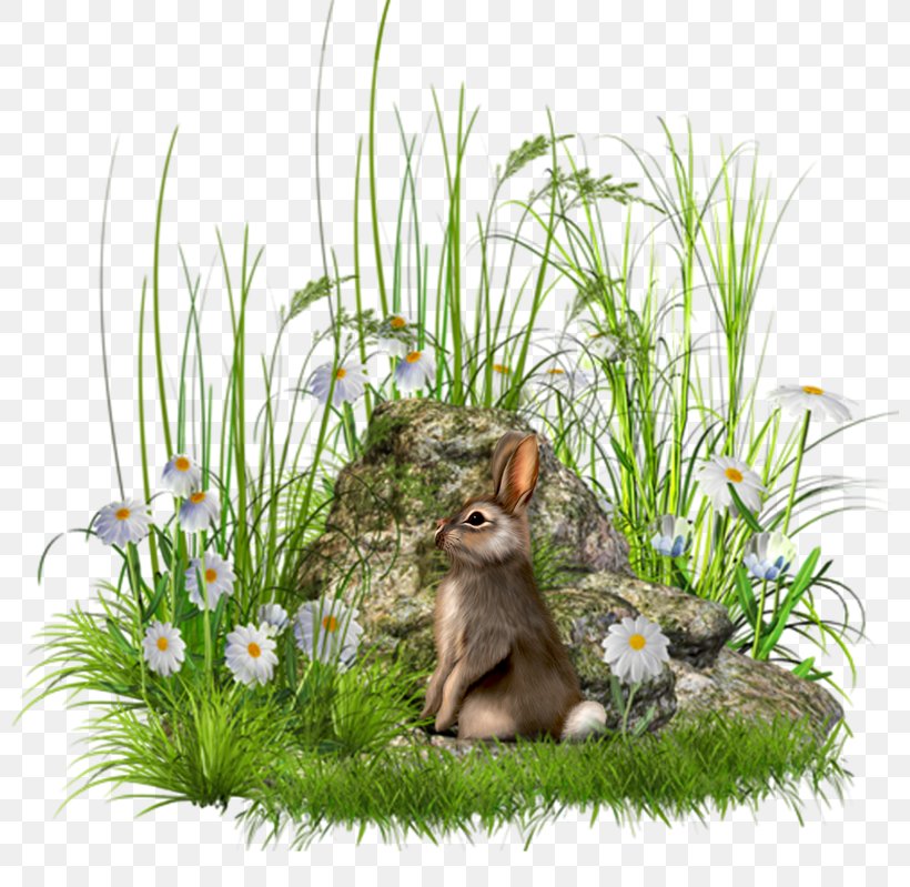 Rock Flower Clip Art, PNG, 800x799px, Rock, Boulder, Chipmunk, Domestic Rabbit, Fauna Download Free