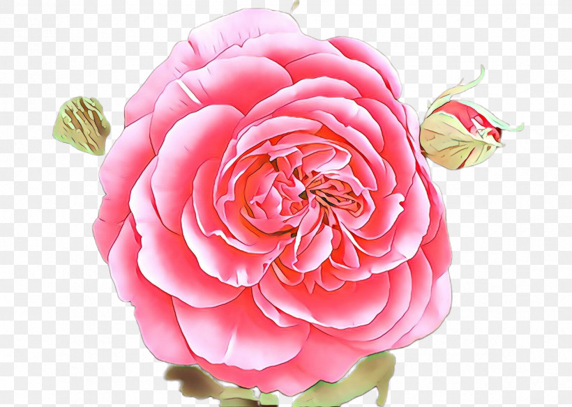 Garden Roses, PNG, 2368x1687px, Pink, Camellia, Flower, Garden Roses, Petal Download Free