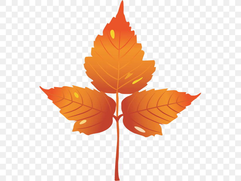 Maple Leaf, PNG, 551x619px, Maple Leaf, Autumn, Cartoon, Gratis, Kilobyte Download Free