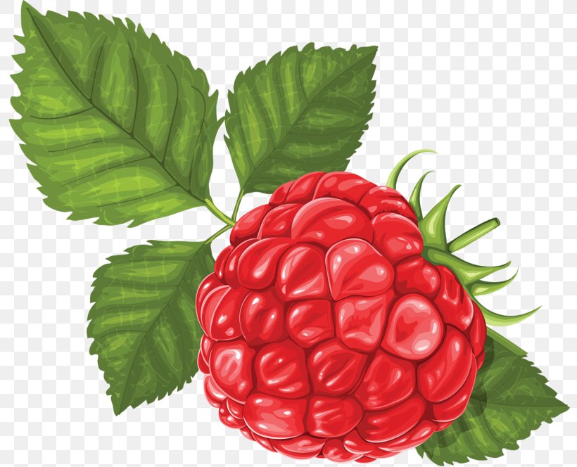 Raspberry Vector Graphics Illustration Clip Art, PNG, 800x664px, Raspberry, Accessory Fruit, Alpine Strawberry, Berries, Berry Download Free