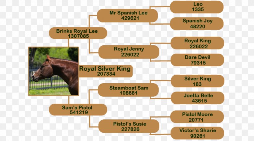 Thoroughbred Mane Horse Breeding Horse Racing Selective Breeding, PNG, 1379x770px, Thoroughbred, Breed, Competition, Equestrian, Genetics Download Free