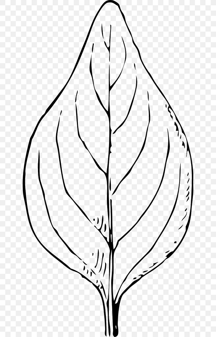 Autumn Leaf Color Coloring Book Clip Art, PNG, 648x1280px, Leaf, Alder, Arecaceae, Artwork, Autumn Leaf Color Download Free