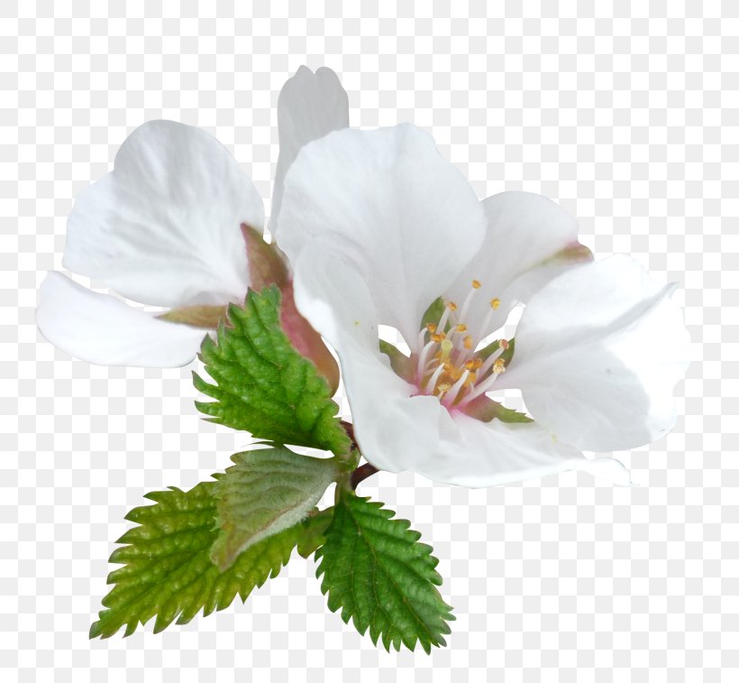 Dibujo: Flores Drawing Painting, PNG, 800x757px, Dibujo Flores, Blossom, Branch, Cherry Blossom, Designer Download Free