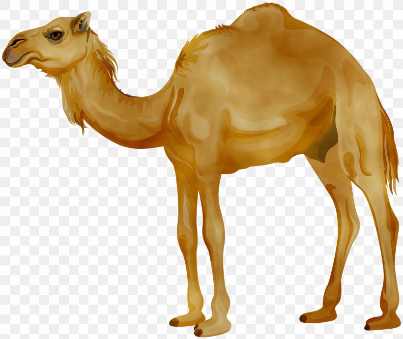 Dromedary Clip Art Image Logo, PNG, 3000x2526px, Dromedary, Animal Figure, Arabian Camel, Art, Bactrian Camel Download Free