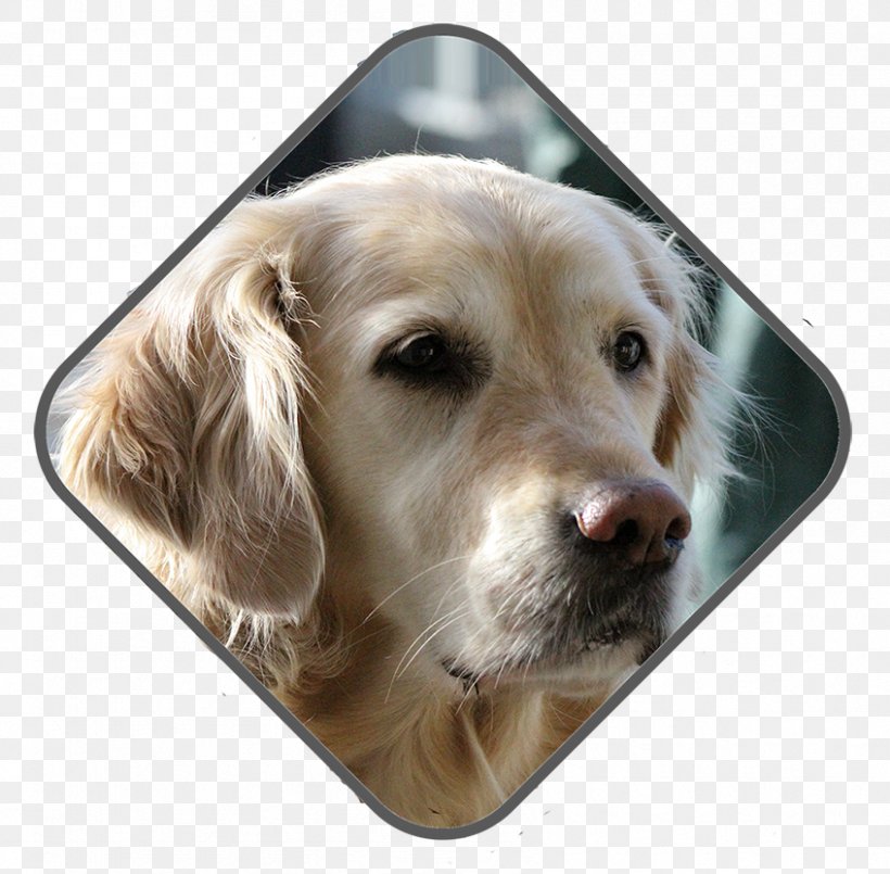 Golden Retriever Labrador Retriever Puppy Dog Breed Companion Dog, PNG, 847x832px, Golden Retriever, Breed, Carnivoran, Companion Dog, Dog Download Free