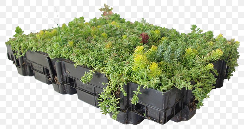 Green Roof Garden Tray Lakefront Roofing & Siding Supply, PNG, 800x435px, Green Roof, Drainage, Flat Roof, Flowerpot, Garden Download Free
