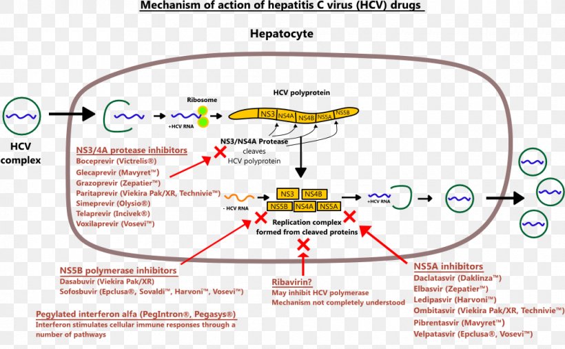 Ledipasvir/sofosbuvir Hepatitis C Virus Mechanism Of Action Ribavirin, PNG, 1040x643px, Sofosbuvir, Area, Daclatasvir, Dasabuvir, Diagram Download Free
