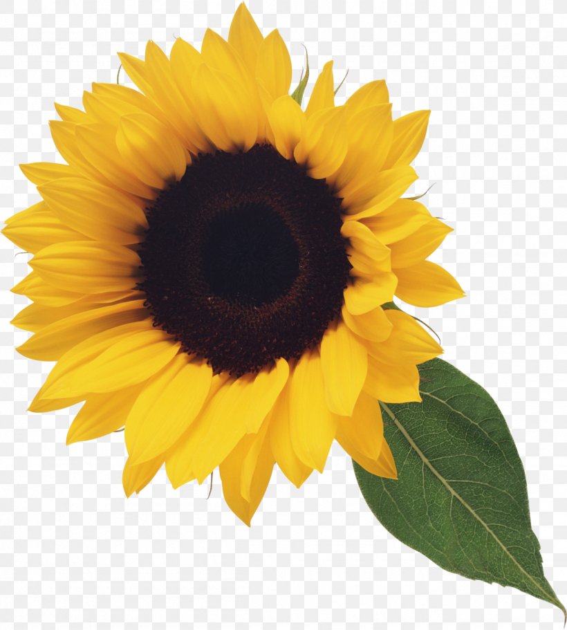 Common Sunflower Clip Art, PNG, 1152x1280px, Common Sunflower, Daisy Family, Flower, Flowering Plant, Image File Formats Download Free