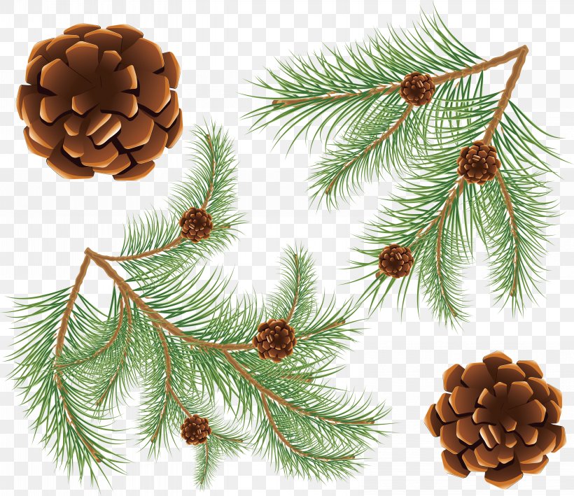 Fir Conifer Cone Coulter Pine, PNG, 6537x5654px, Fir, Branch, Christmas Decoration, Christmas Ornament, Conifer Download Free