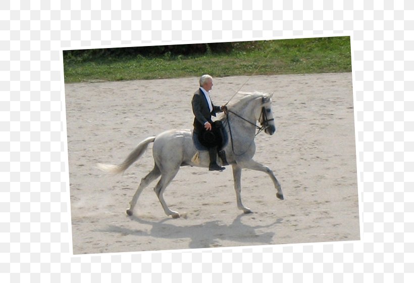 Hunt Seat Stallion Equestrian Bridle Horse, PNG, 800x560px, Hunt Seat, Bit, Bridle, Dressage, English Riding Download Free