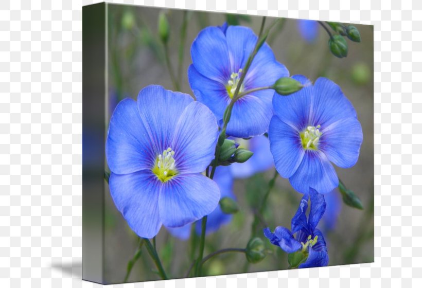 Larkspur Petal Wildflower Flax, PNG, 650x560px, Larkspur, Bellflower Family, Blue, Delphinium, Flax Download Free