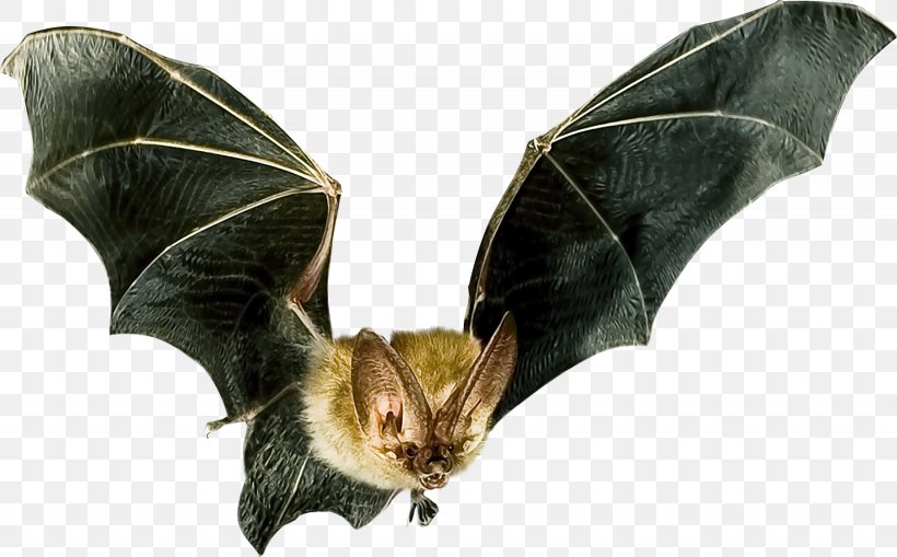 Microbat Flight Bat Detector Animal, PNG, 1845x1147px, Microbat, Animal, Animal Echolocation, Bat, Bat Detector Download Free