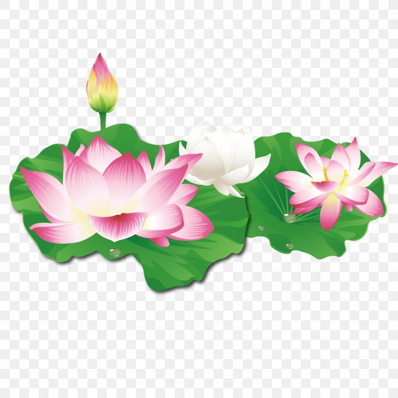 Nelumbo Nucifera Clip Art, PNG, 1500x1501px, Nelumbo Nucifera, Aquatic Plant, Cut Flowers, Flower, Flowering Plant Download Free