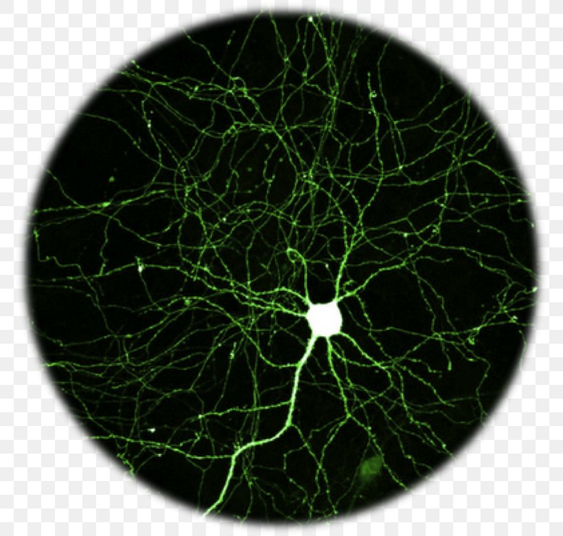 Neuron Nervous System Nerve Brain Human Body, PNG, 780x780px, Neuron, Anatomy, Brain, Central Nervous System, Dendrite Download Free