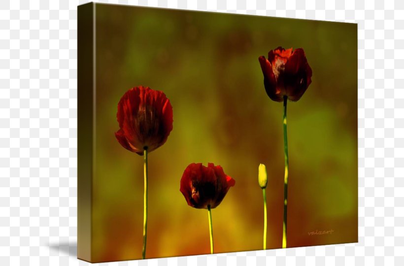 Still Life Photography Desktop Wallpaper Common Poppy Wildflower, PNG, 650x540px, Still Life Photography, Bud, Common Poppy, Computer, Coquelicot Download Free