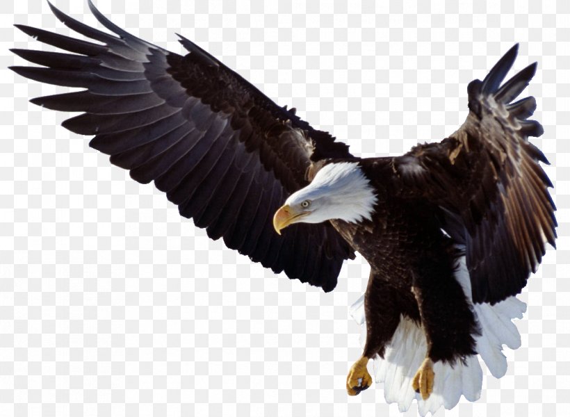 Bald Eagle Clip Art, PNG, 1169x856px, Bald Eagle, Accipitriformes, Beak, Bird, Bird Of Prey Download Free