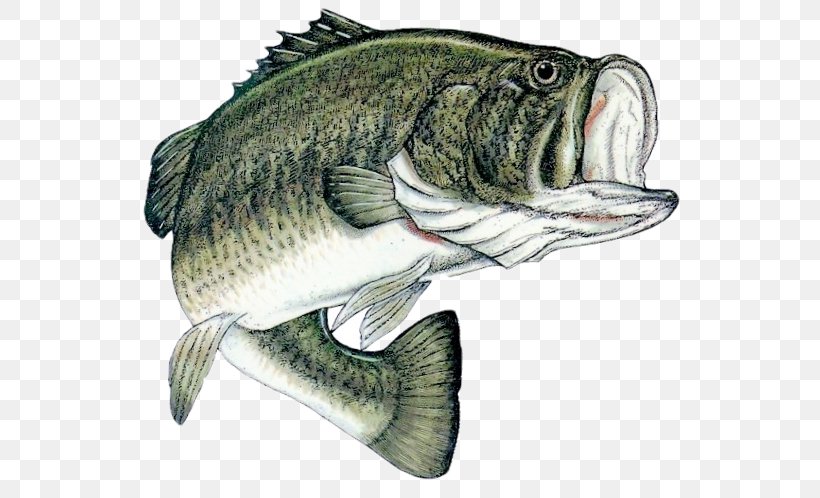 Bass Fishing Largemouth Bass Angling, PNG, 572x498px, Fishing, Angling, Bass, Bass Fishing, Bonyfish Download Free