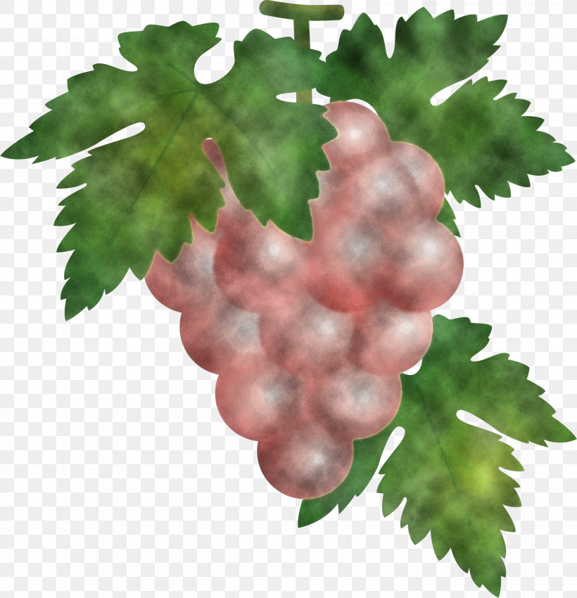 Grape Grapes Fruit, PNG, 2891x3000px, Grape, Flower, Food, Fruit, Grape Leaves Download Free