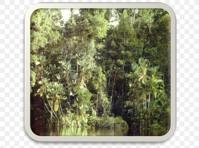 Peat Swamp Forest Freshwater Swamp Forest Rainforest Tropical And Subtropical Coniferous Forests, PNG, 660x609px, Peat Swamp Forest, Bayou, Beach Vegetation, Biome, Ecosystem Download Free