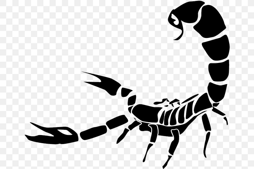 Clip Art Scorpion Transparency Vector Graphics, PNG, 664x548px, Scorpion, Arachnid, Arthropod, Blackandwhite, Claw Download Free