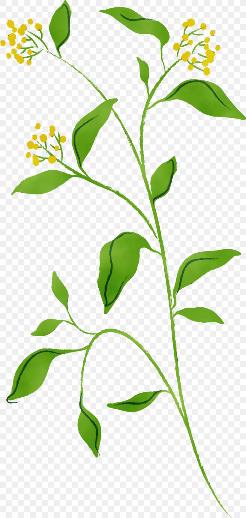 Flower Plant Leaf Plant Stem Tree, PNG, 1429x3000px, Watercolor, Flower, Herb, Herbaceous Plant, Leaf Download Free