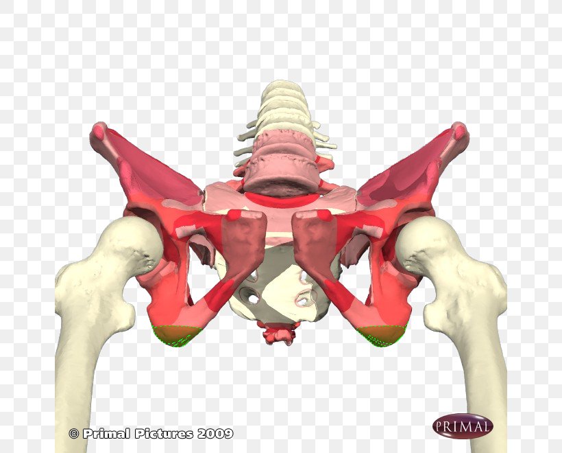 Ischium Ischial Tuberosity Pelvis Ischial Spine Avulsion Fracture, PNG, 660x660px, Watercolor, Cartoon, Flower, Frame, Heart Download Free