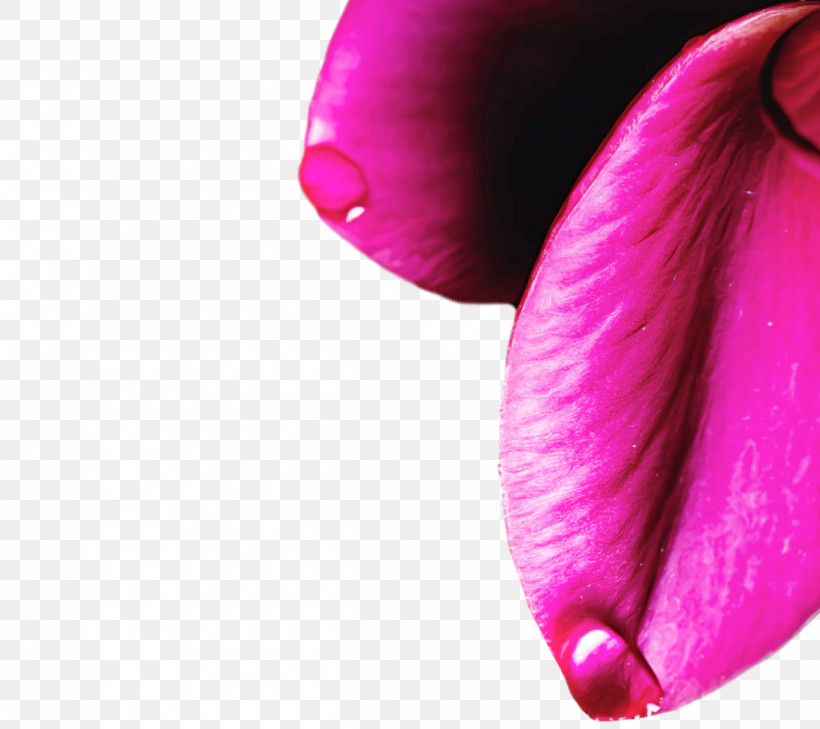 Lips Petal Close-up Beauty.m, PNG, 1200x1067px, Lips, Beautym, Closeup, Petal Download Free