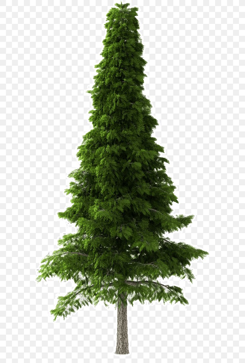 Shortleaf Black Spruce Tree Balsam Fir Yellow Fir White Pine, PNG, 728x1215px, Shortleaf Black Spruce, Balsam Fir, Canadian Fir, Lodgepole Pine, Oregon Pine Download Free
