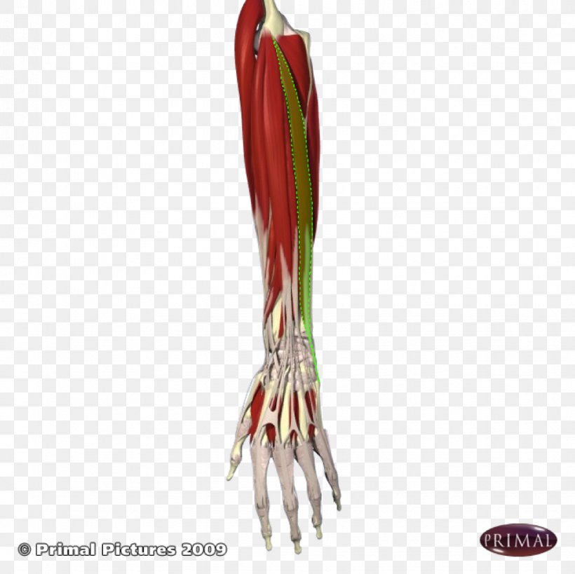 Arm Extensor Digitorum Muscle Flexor Carpi Ulnaris Muscle Extensor Carpi Ulnaris Muscle Extensor Digiti Minimi Muscle, PNG, 976x975px, Arm, Carpal Bones, Extensor Carpi Ulnaris Muscle, Extensor Digiti Minimi Muscle, Extensor Digitorum Muscle Download Free