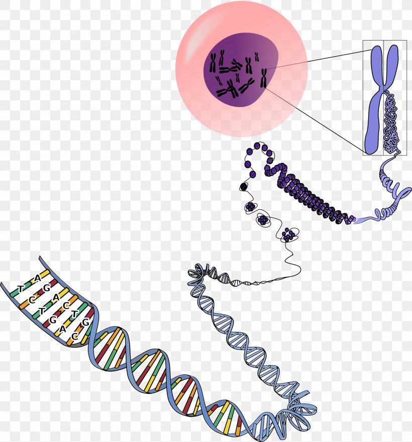 DNA Chromosome RNA Genetics, PNG, 1786x1920px, Dna, Base Pair, Biology, Body Jewelry, Cell Download Free