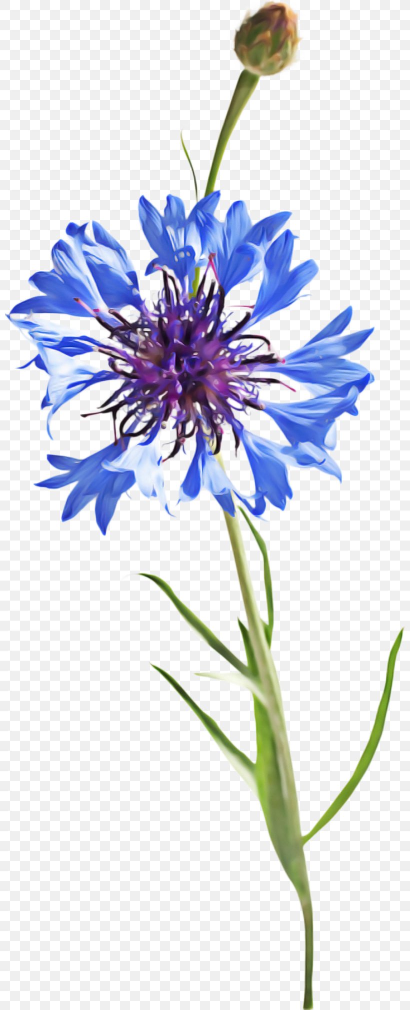 Drawing Of Family, PNG, 800x2018px, Cornflower, Aster, Blue, Blue Flower, Color Download Free