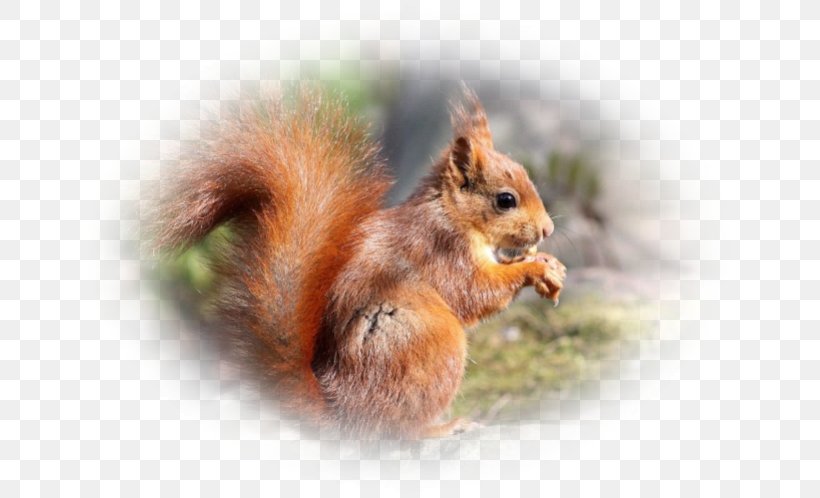 Fox Squirrel Chipmunk Whiskers Snout, PNG, 663x498px, Fox Squirrel, Chipmunk, Fauna, Mammal, Organism Download Free