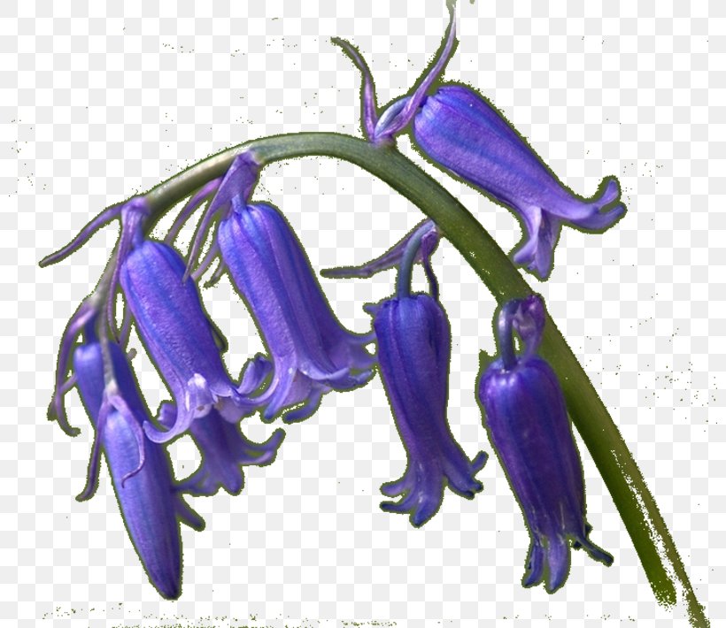 Lavender Bellflower Cobalt Blue Lilac Violet, PNG, 800x710px, Lavender, Bellflower, Bellflower Family, Blue, Cobalt Download Free