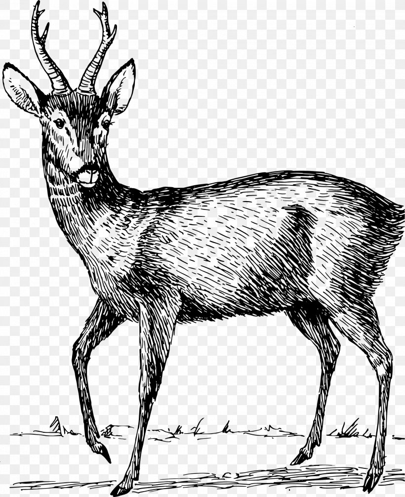 Reindeer Roe Deer Elk Clip Art, PNG, 1955x2400px, Reindeer, Antelope, Antler, Black And White, Deer Download Free