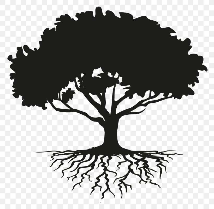 Tree Drawing Root Clip Art, PNG, 800x800px, Tree, Black And White
