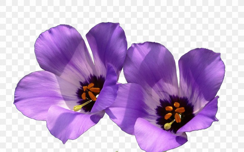 Violet Wildflower Wallpaper, PNG, 2880x1800px, Violet, Crocus, Flower, Flowering Plant, Highdefinition Television Download Free