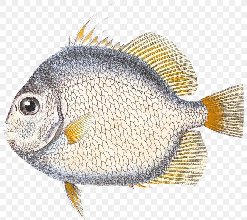 Fish Tilapia Vertebrate, PNG, 800x730px, Fish, Acanthopagrus, Animal, Art, Common Rudd Download Free