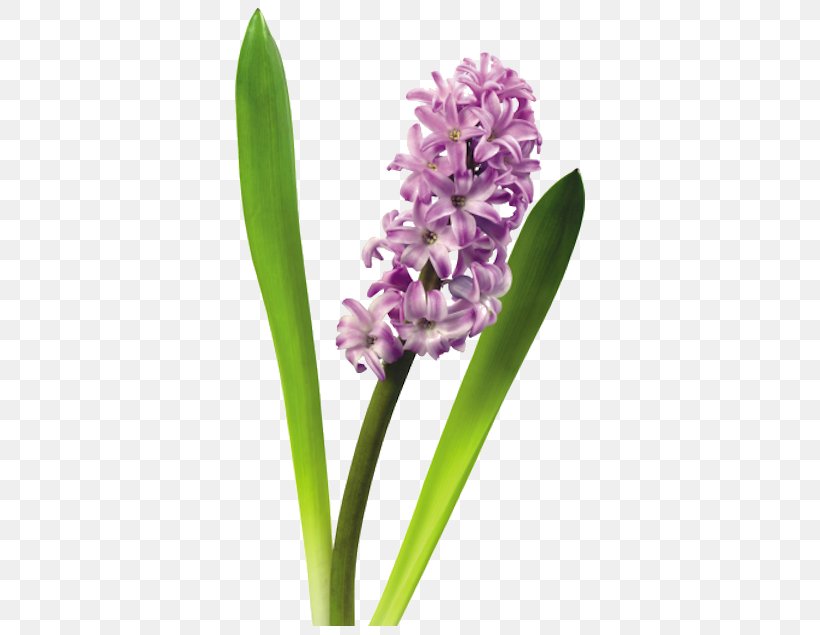 Hyacinth Flower Clip Art, PNG, 407x635px, Hyacinth, Drawing, Email, Flower, Flower Bouquet Download Free