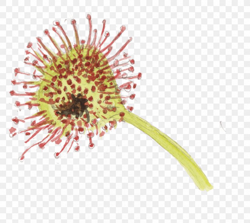 Les Plantes Carnivores La Plante Carnivore Carnivorous Plant Sundews, PNG, 848x758px, Carnivorous Plant, Bog, Carnivore, Digestion, Flower Download Free