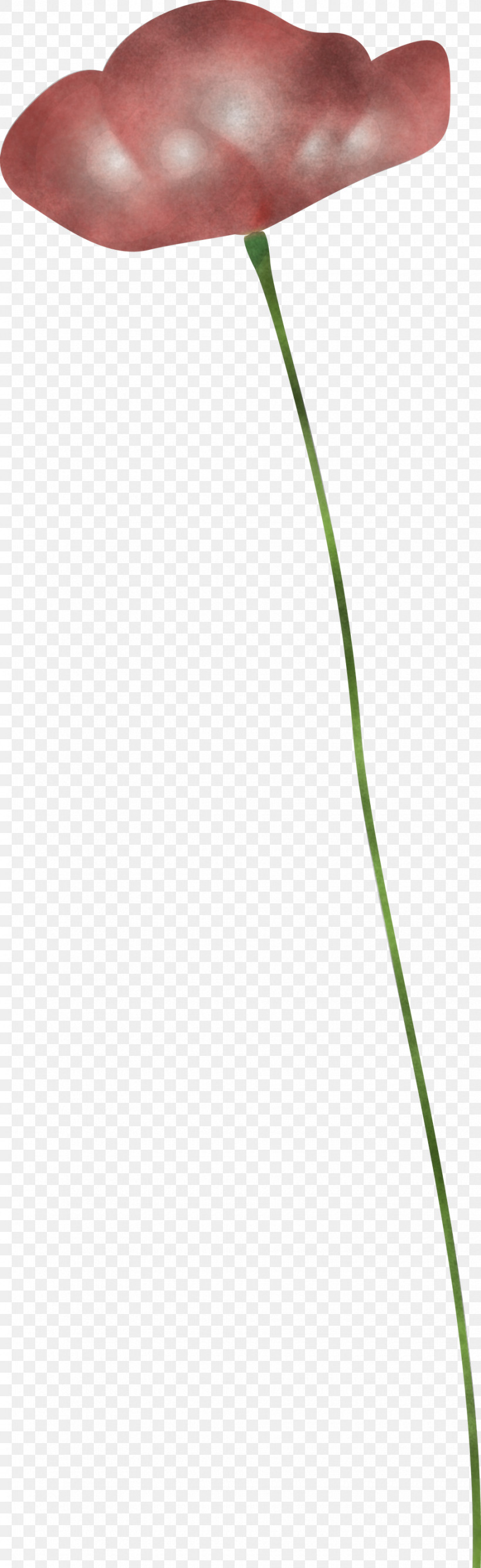 Poppy Flower, PNG, 920x3000px, Poppy Flower, Flower, Grass, Grass Family, Green Download Free