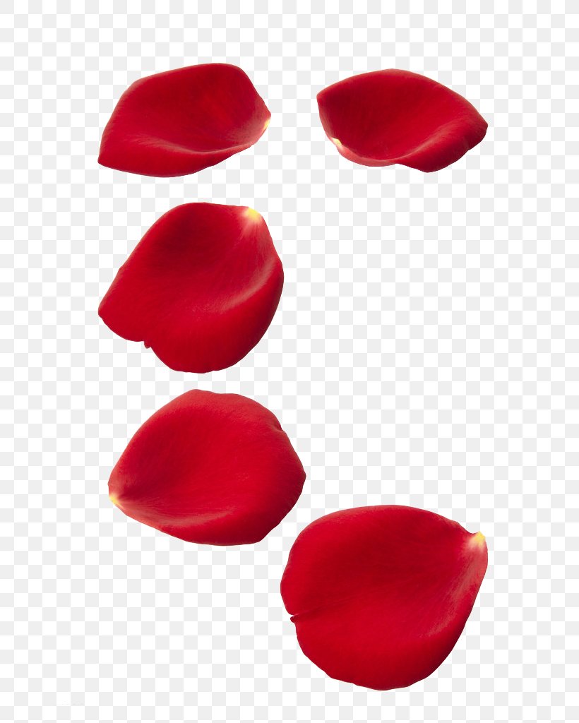 Rose Petal Stock Photography Flower Clip Art, PNG, 683x1024px, Rose, Flower, Heart, Lip, Petal Download Free