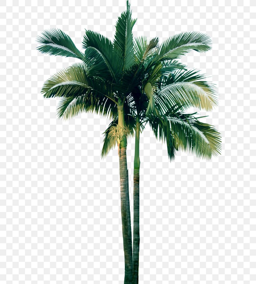 Arecaceae Tree Pine Clip Art, PNG, 600x911px, Arecaceae, Arecales, Attalea Speciosa, Borassus Flabellifer, Coconut Download Free