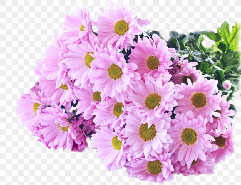 Chrysanthemum Rose Desktop Wallpaper Flower Transvaal Daisy, PNG, 1280x984px, 4k Resolution, 5k Resolution, 8k Resolution, Chrysanthemum, Annual Plant Download Free