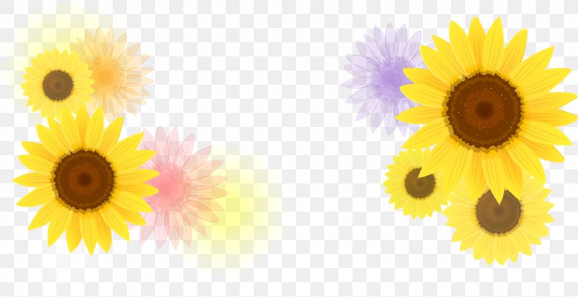 Common Sunflower Euclidean Vector Pattern, PNG, 1761x905px, Flower, Color, Common Sunflower, Daisy Family, Drawing Download Free