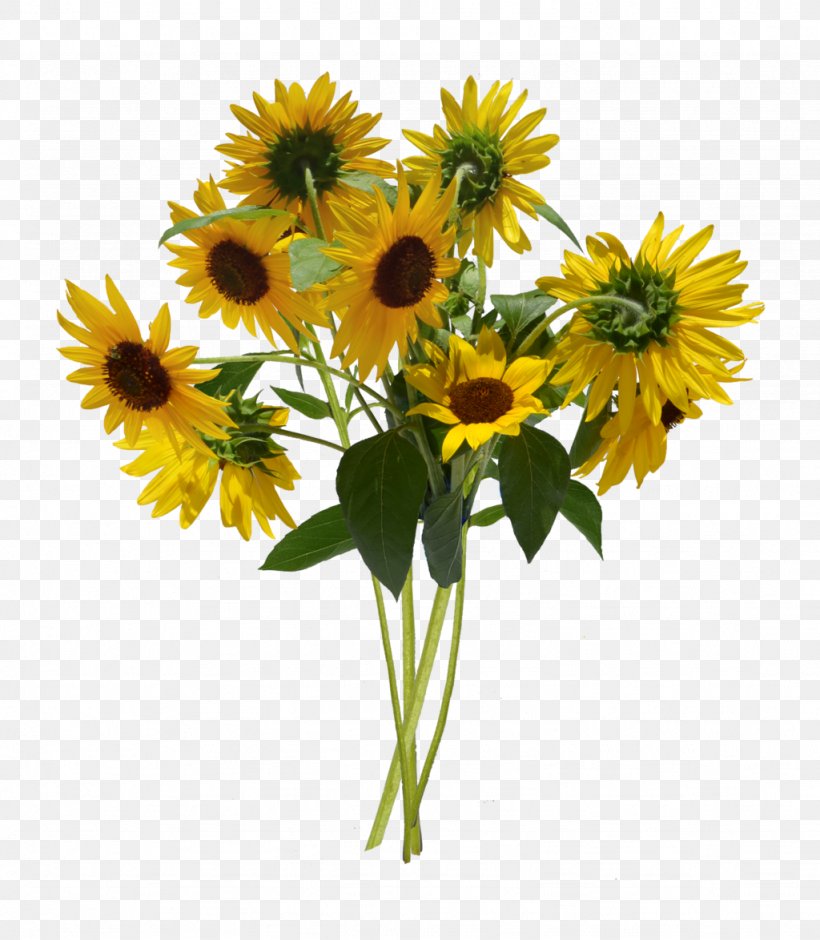Common Sunflower Information Flower Bouquet, PNG, 1024x1174px, Common Sunflower, Cover Art, Cut Flowers, Daisy Family, Flower Download Free
